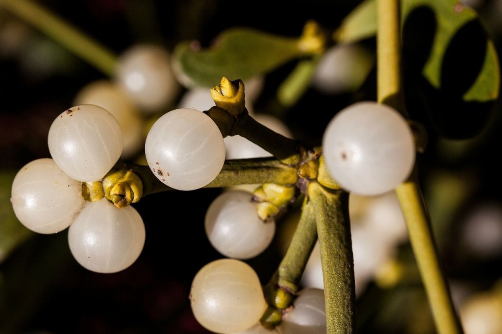 mistletoe-229836_1280