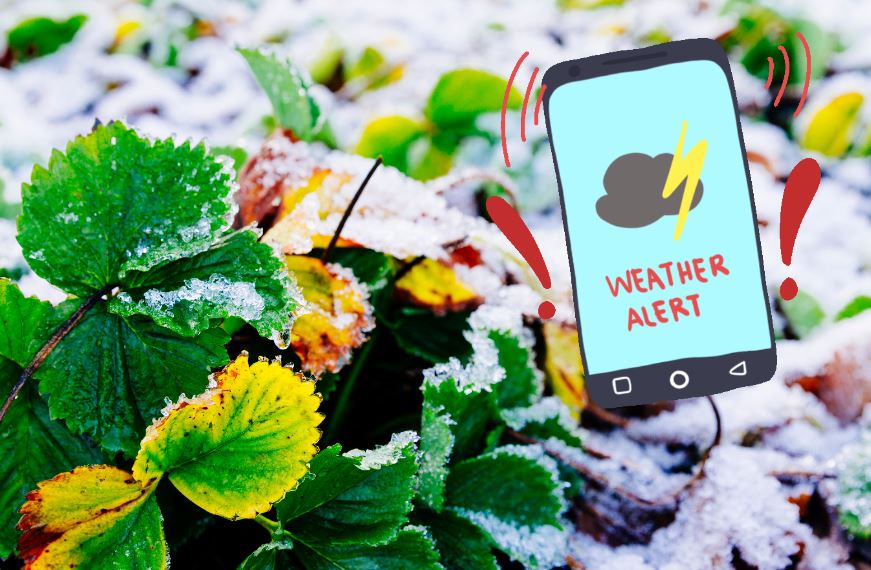 Gwałtowny spadek temperatur w Niemczech