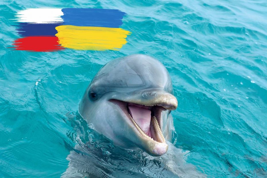W Morzu Czarnym zginęło tysiące delfinów