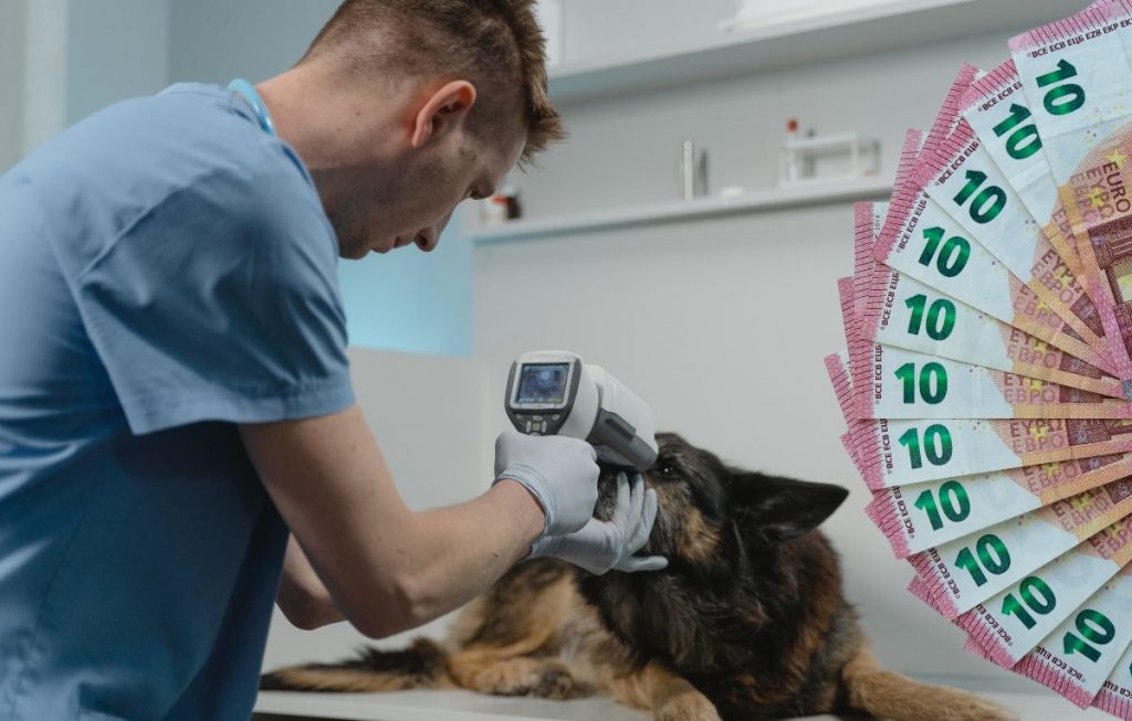 Podwyżka cen usług weterynaryjnych w Niemczech. Ceny leczenia weterynaryjnego w Niemczech