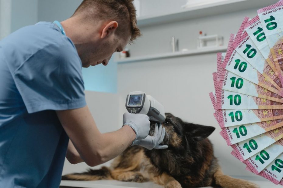 Podwyżka cen usług weterynaryjnych w Niemczech. Ceny leczenia weterynaryjnego w Niemczech