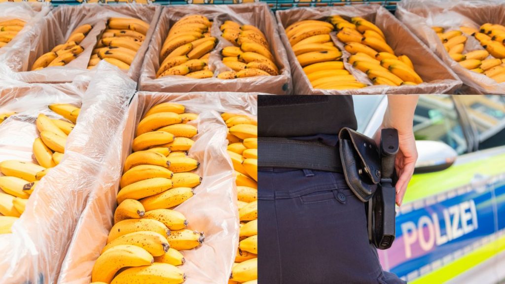 660 kg kokainy znalezione w bananach