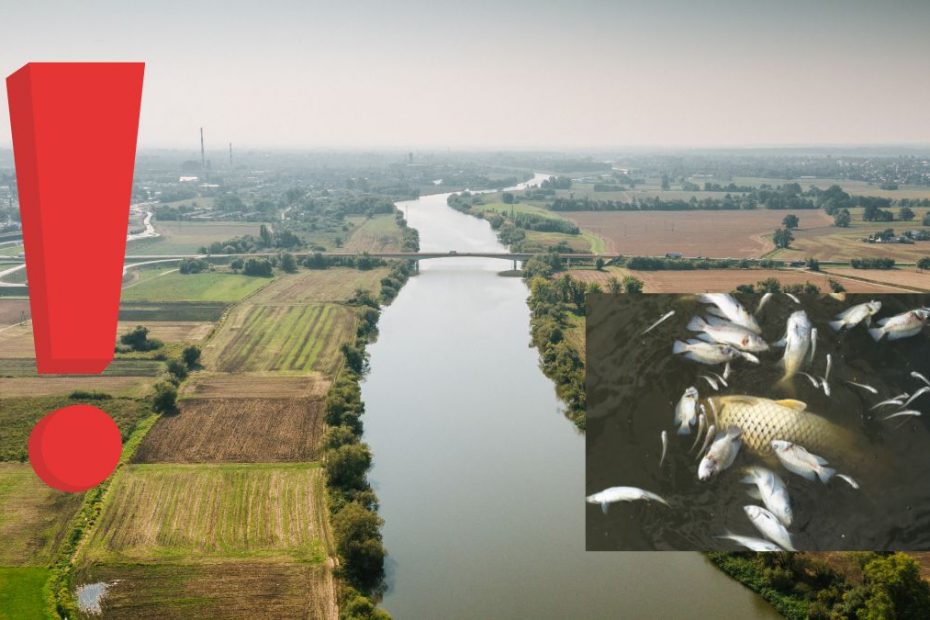 Śnięte ryby w odrze