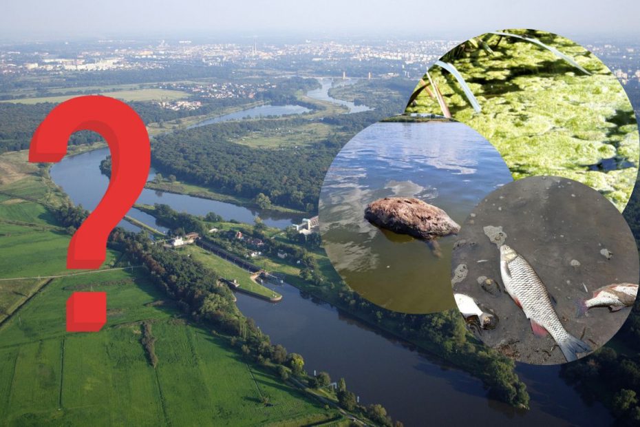 Toksyczne algi w Odrze. Nowa teoria