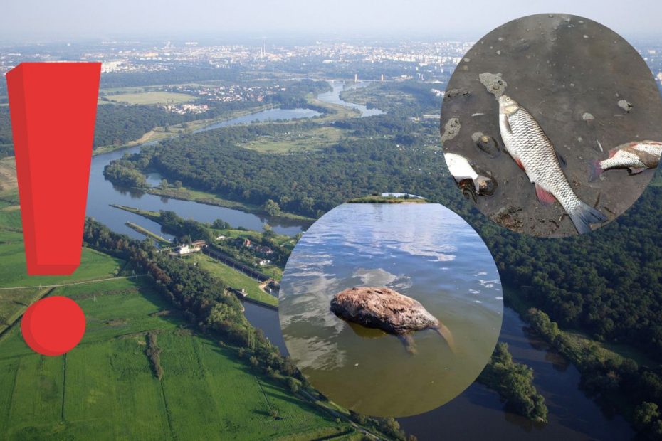 przyczyny katastrofy na Odrze
