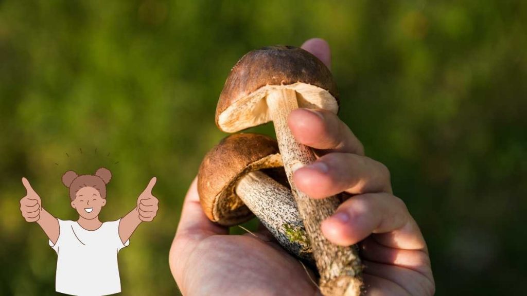 Grzybobranie w Niemczech 2022