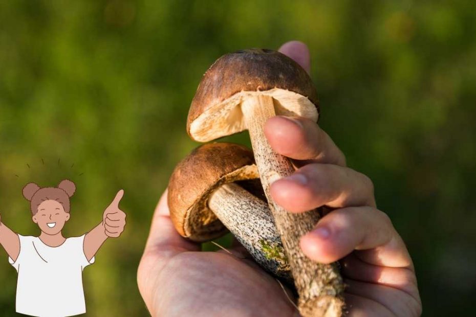 Grzybobranie w Niemczech 2022