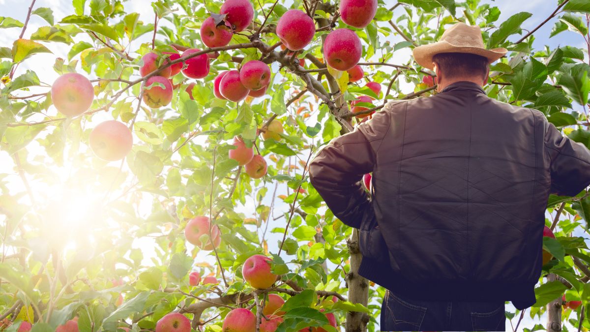 Bauernprobleme – dieses Jahr bleiben diese Früchte an den Bäumen