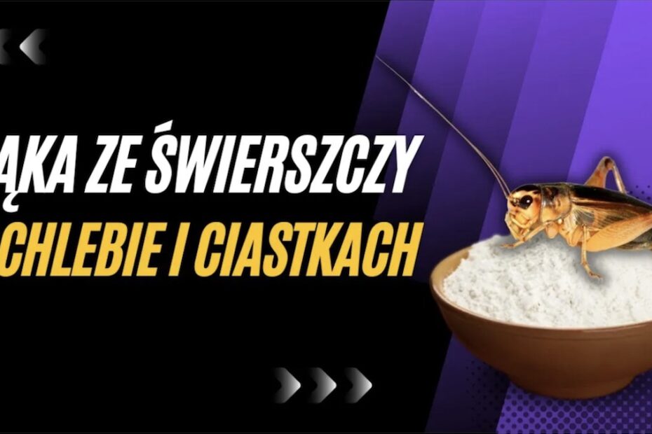 Mąka ze świerszczy WIDEO