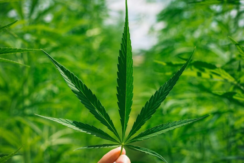 marihuana w Niemczech, gdzie kupić