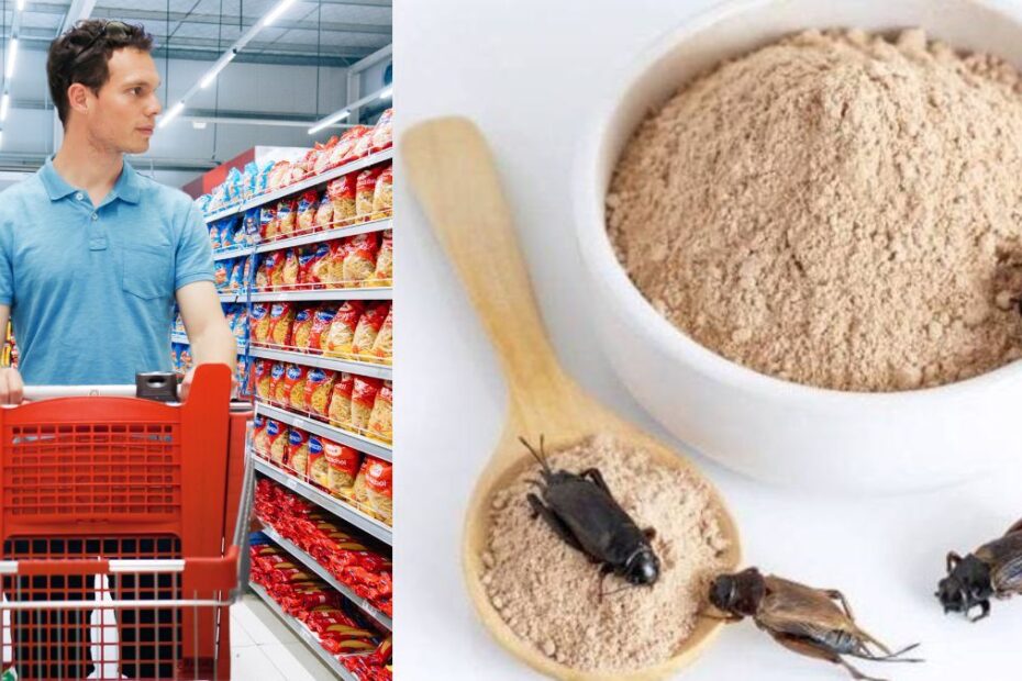 to jedzą świerszcze