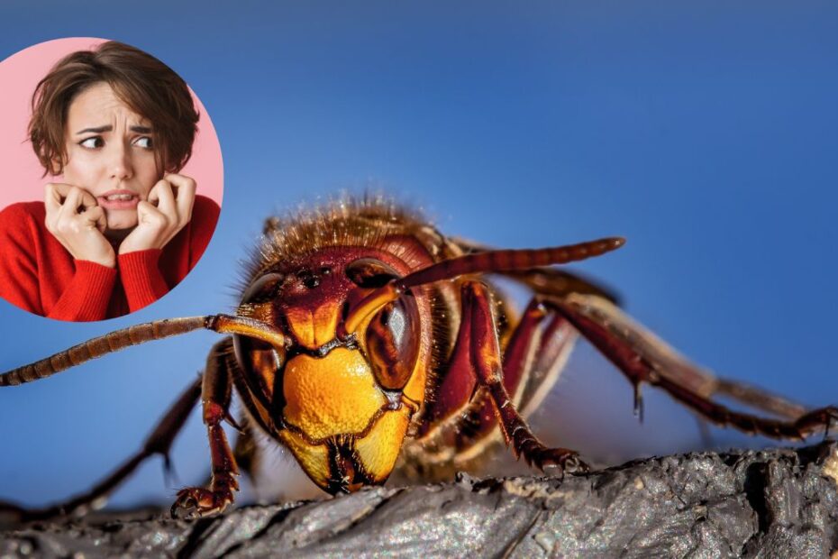szerszeń azjatycki 2023