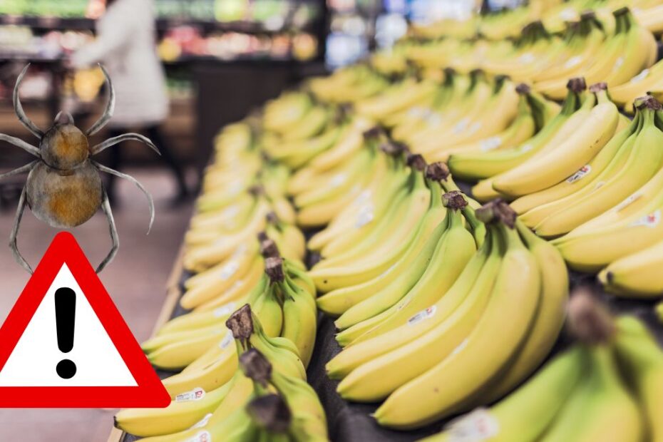 Pająk wypełzł z bananów w supermarkecie. Trwają poszukiwania