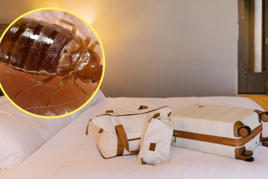 Jak uchronić się przed przyniesieniem pluskiew z hotelu?