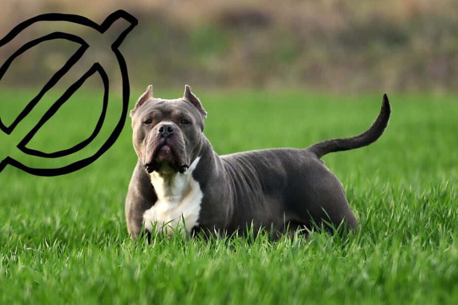 american xl bully