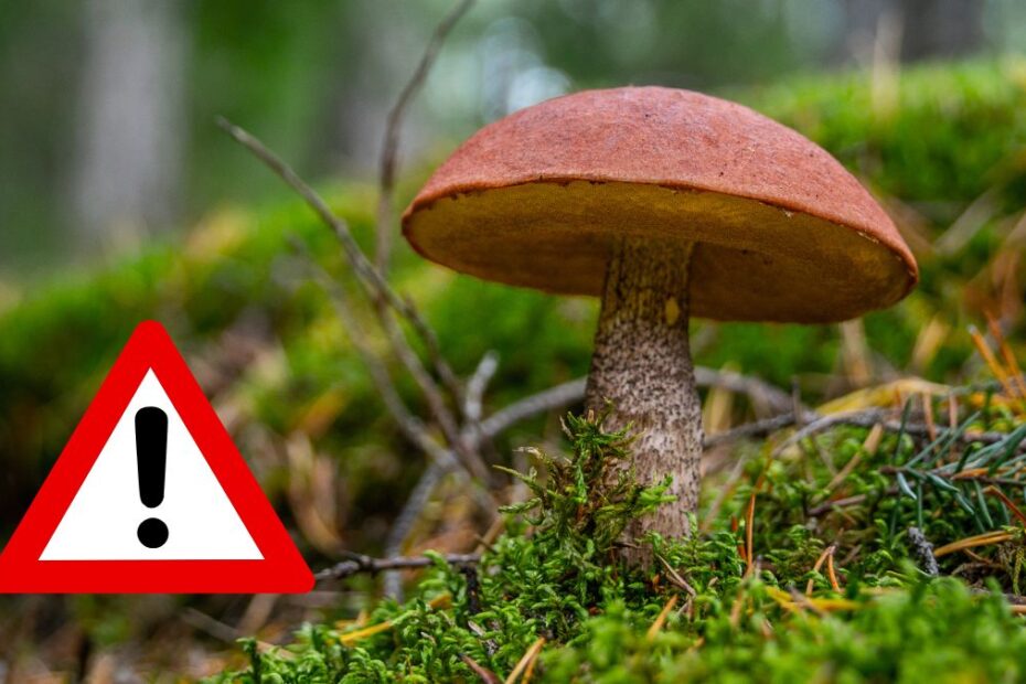 Ostrzeżenie dla grzybiarzy. W lesie czai się niebezpieczny pasożyt