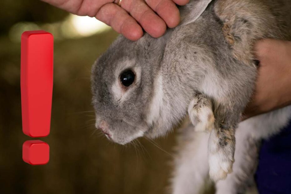 Kilkulatek dokonał masakry w minizoo