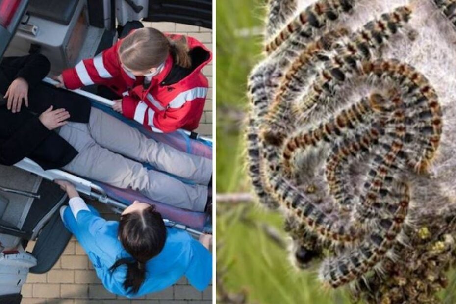 Plaga gąsienic korowódki dębówki, ostrzeżenie dla kierowców