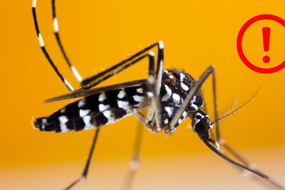 https://www.t-online.de/gesundheit/aktuelles/id_100411980/dengue-fieber-rki-meldet-drastischen-anstieg-in-deutschland.html