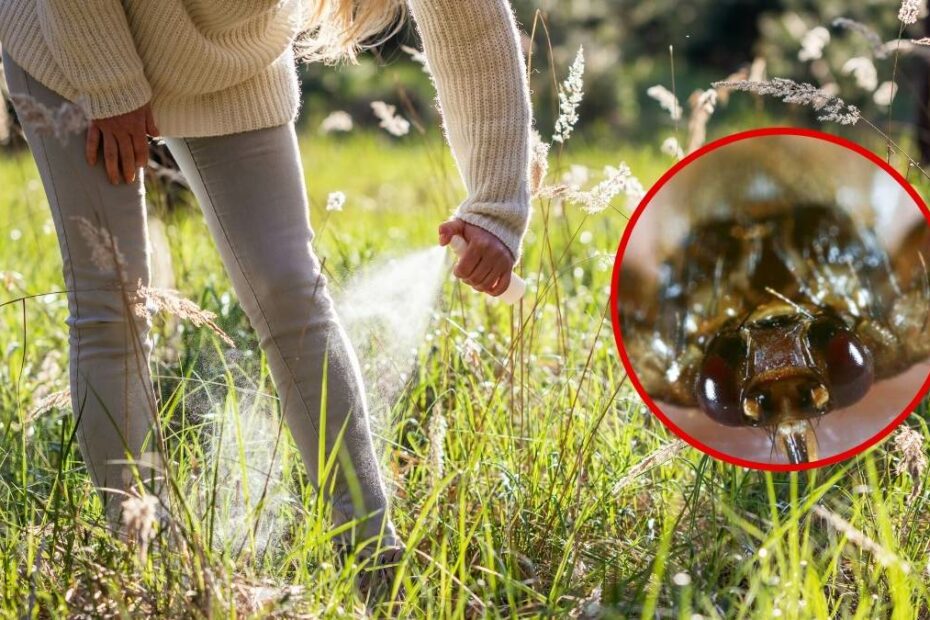 Latający kleszcz atakuje ludzi i zwierzęta