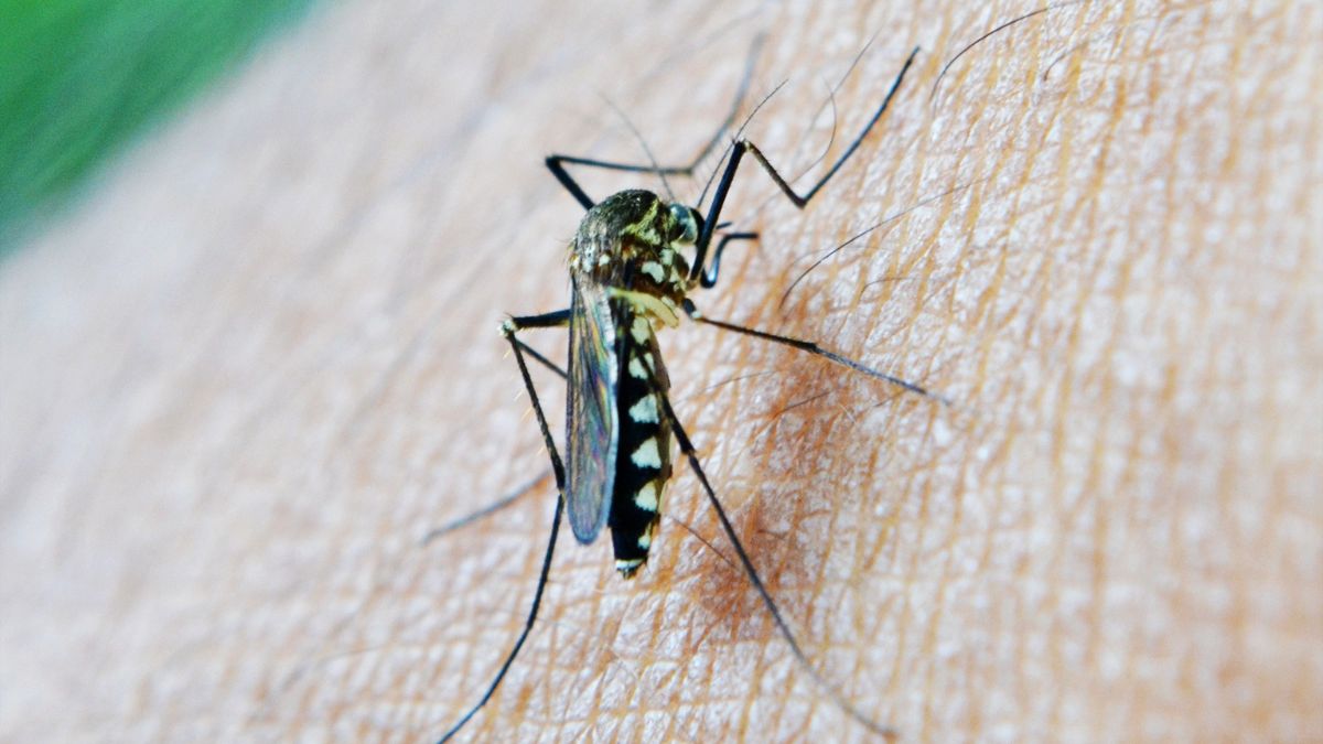 Plaga komarów w Niemczech