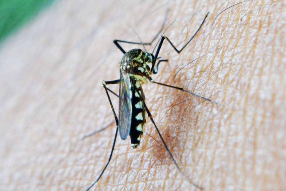 Plaga komarów w Niemczech