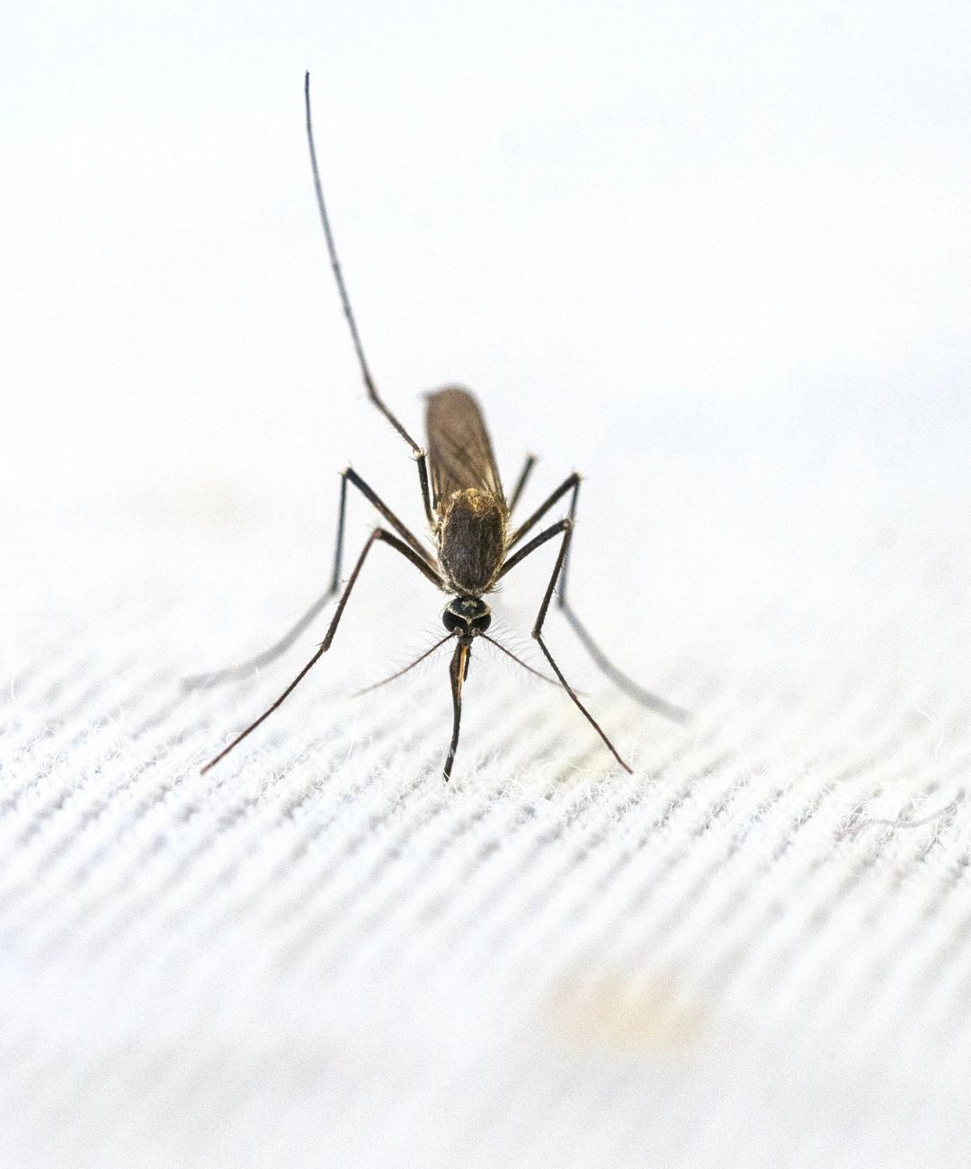 Plaga komarów w Niemczech