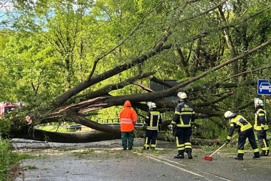 Burze w Niemeczech. Na zdjęciu grupa strażaków stoi przy drzewie, które spadło na drogę