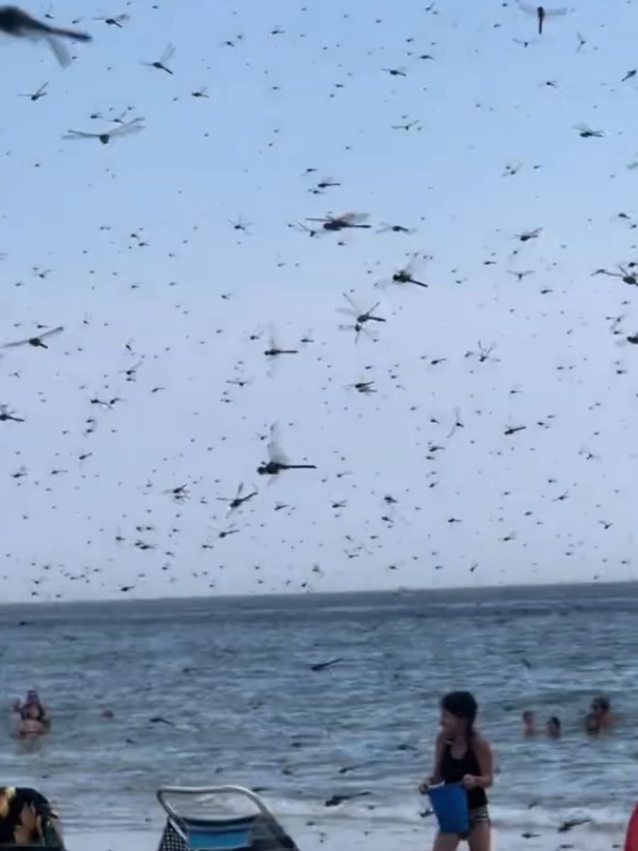 Rój owadów zaatakował ludzi na plaży