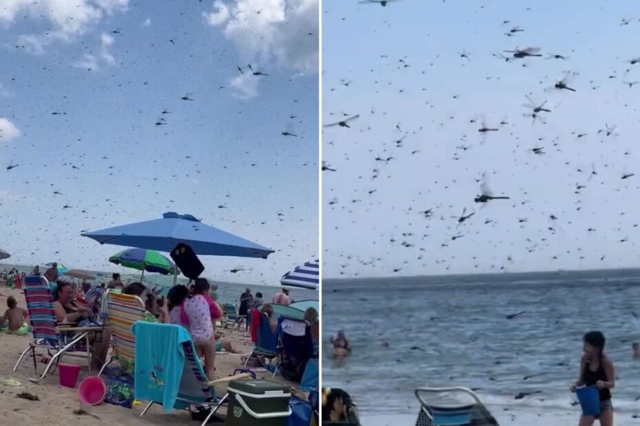 Rój owadów zaatakował ludzi na plaży
