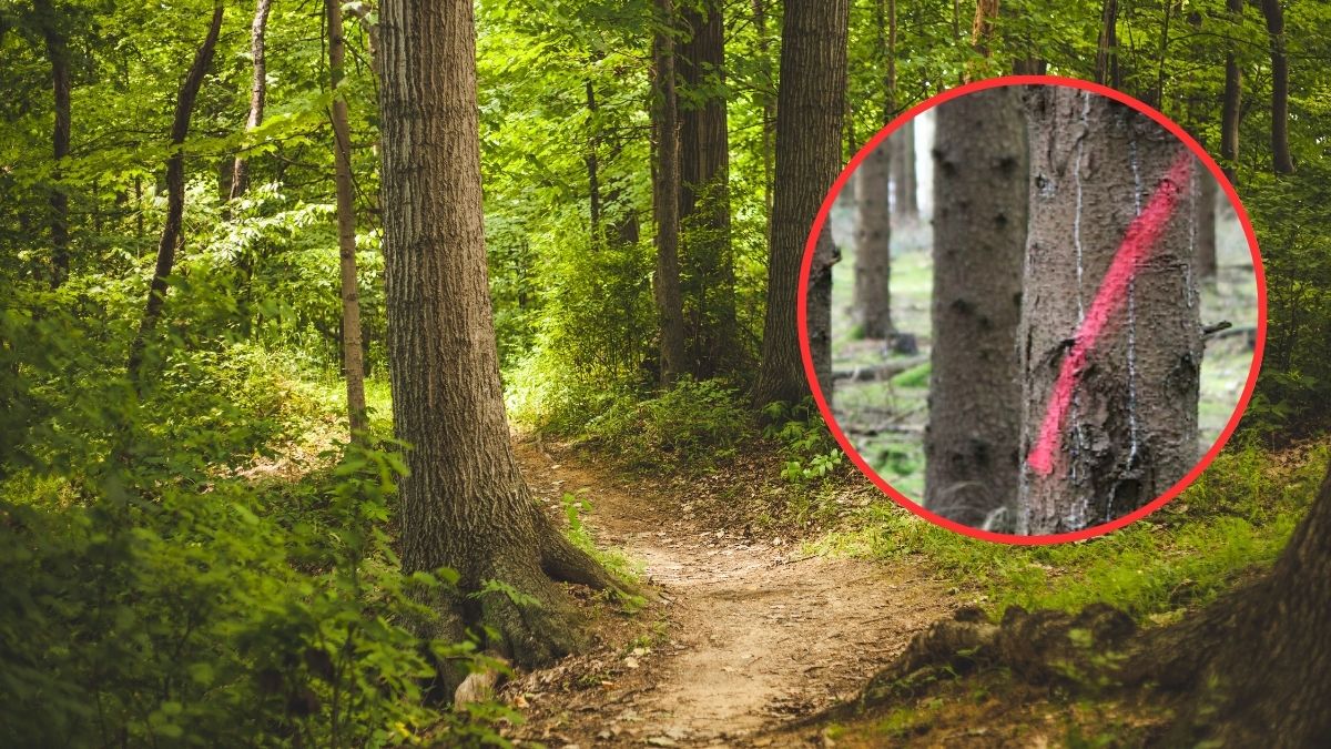 Kolorowe oznaczenia na drzewach