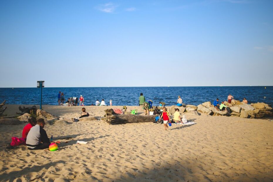 meduzy nad morzem bałtyckim i północnym