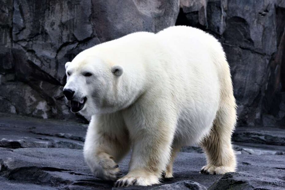 Niedźwiedź polarny zaatakował człowieka