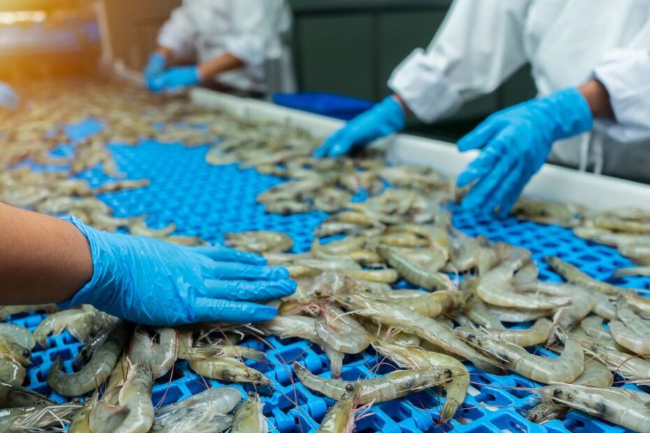 W Niemczech powstaje największa w Europie farma krewetek