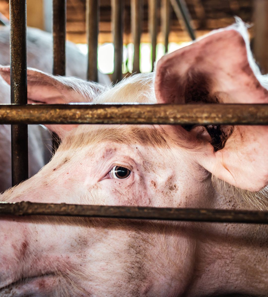 Pierwsze niemieckie miasta przygotowują się na groźną epidemię