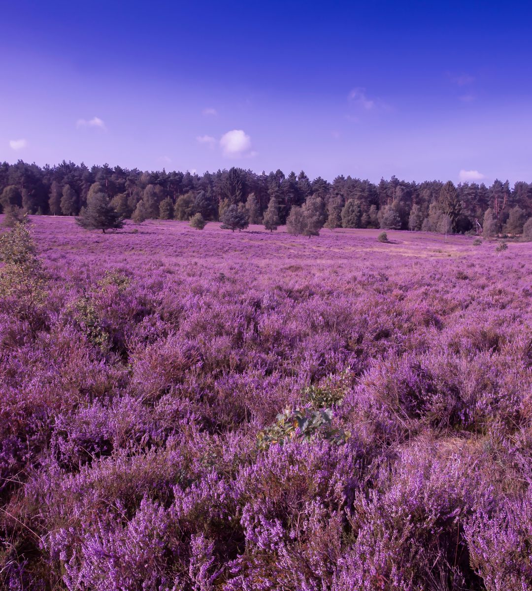 Najpiękniejsze naturalne regiony Niemiec na relaksujący urlop