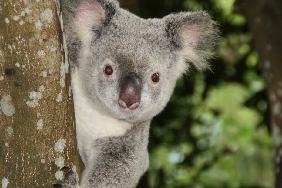 Masakra koali w Australii