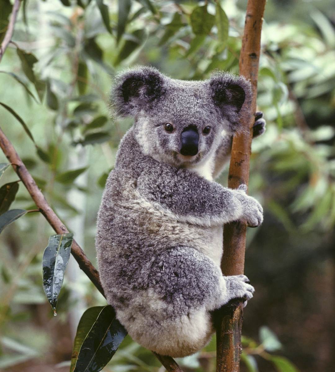 Masakra koali w Australii