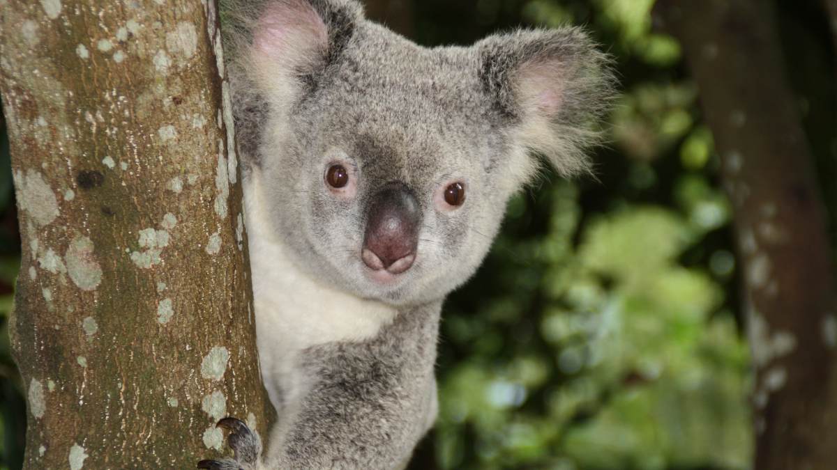 Masakra koali w Australii