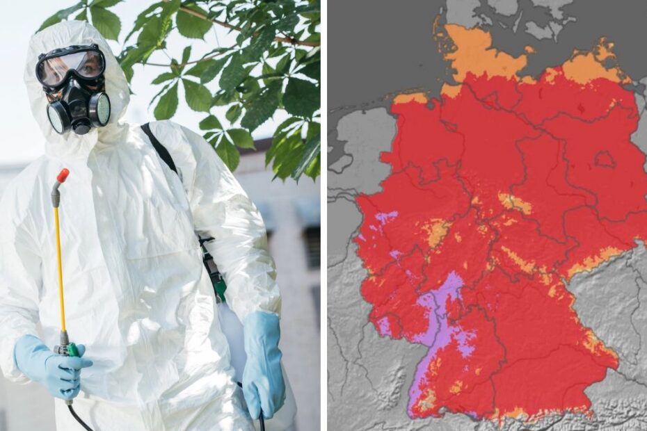 Trująca plaga rozprzestrzenia się w Niemczech