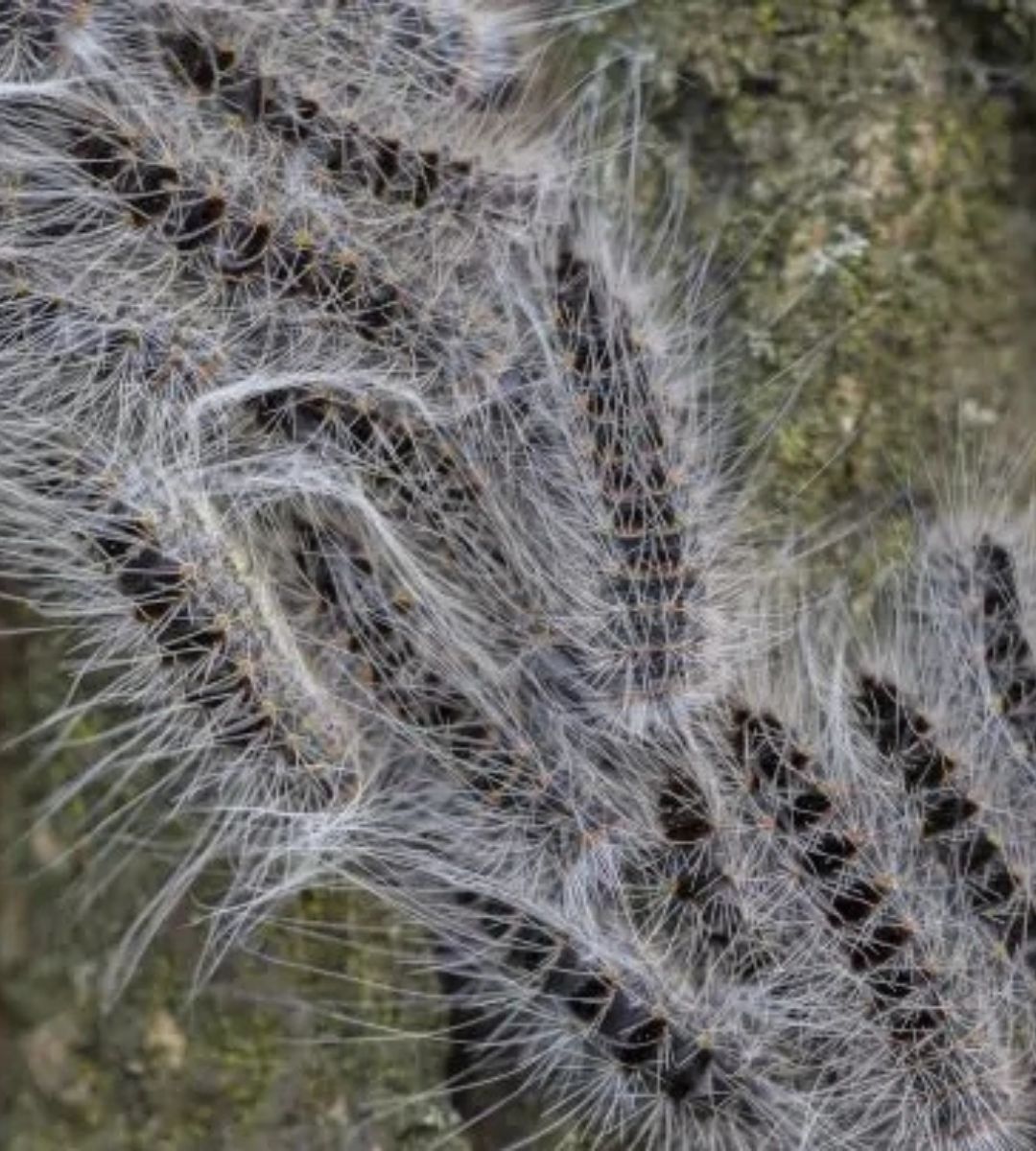 Trująca plaga rozprzestrzenia się w Niemczech
