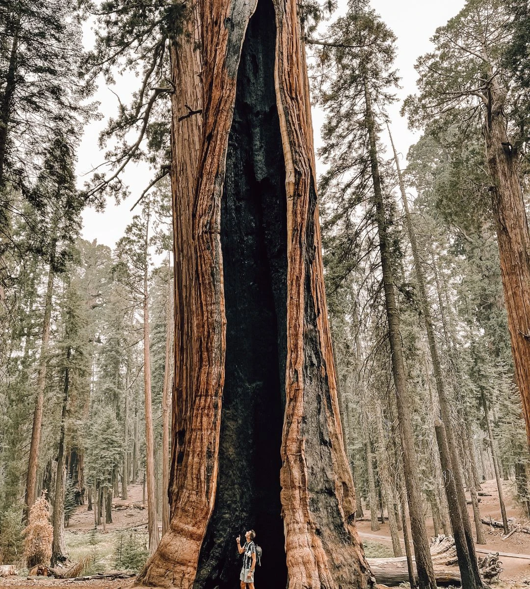 niesamowite cuda natury w Niemczech Foro: sekwoje