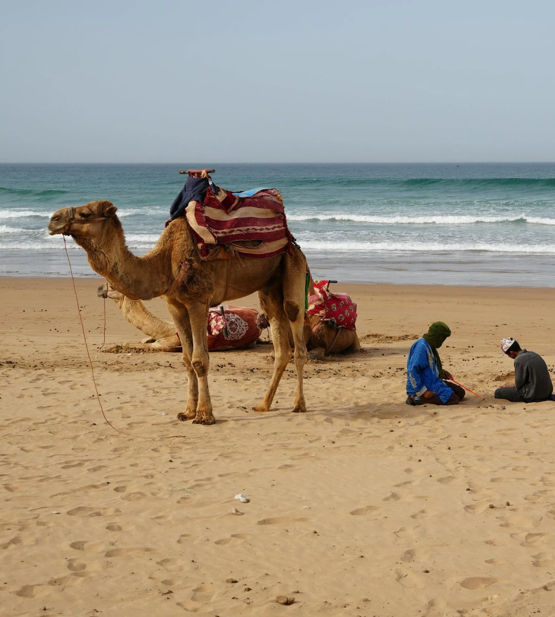 loty wizz air do maroko Foto: wielbłąd na plaży