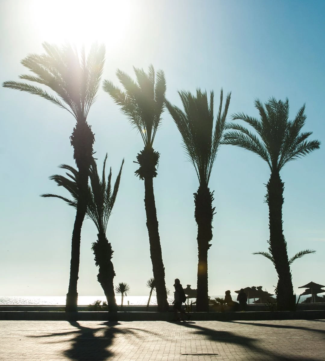 loty wizz air do maroko Foto: palmy