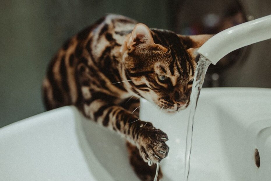 Dlaczego koty nie znoszą wody foto: kot pijący wodę z kranu