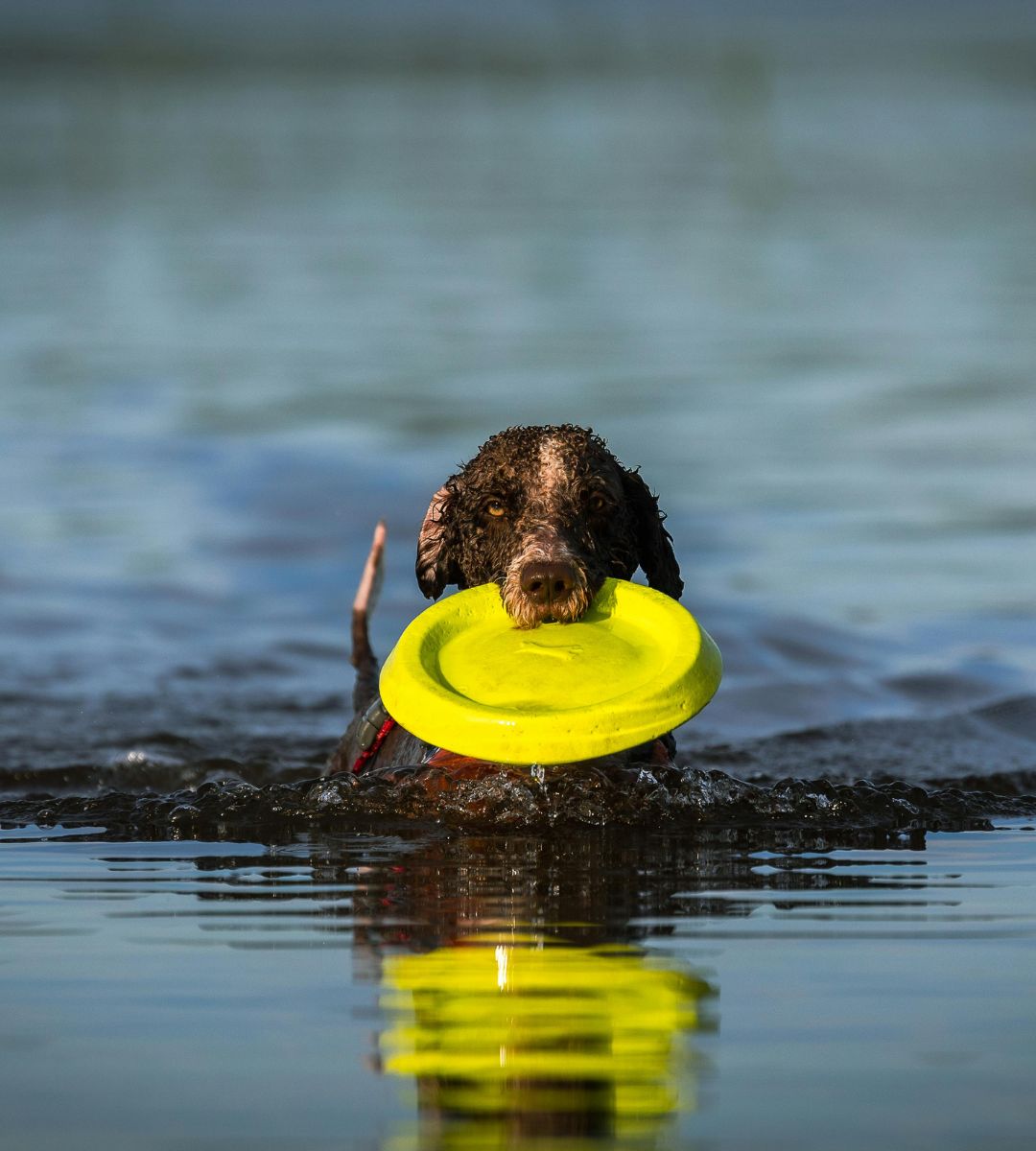 20 ras psów, które kochają pływać Foto: Pies pływający w jeziorze