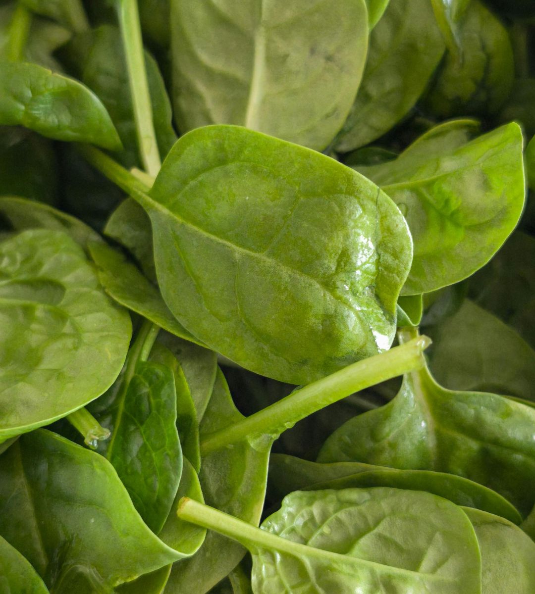 Test mrożonego szpinaku Foto: liście szpinaku