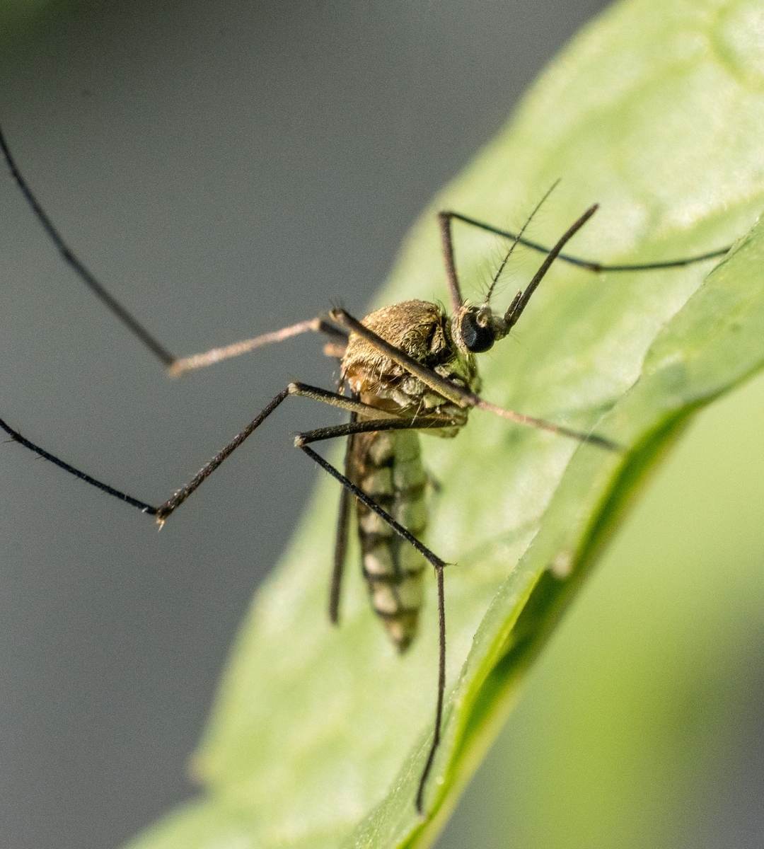 Brutalna plaga nad Bałtykiem