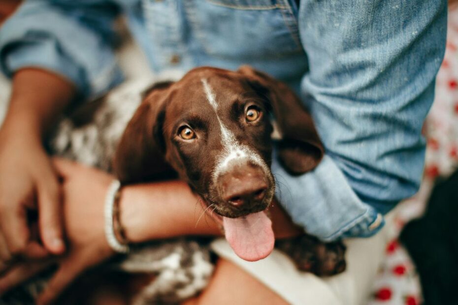 jak komunikują się psy Foto: pies na kolanach swojego właściciela