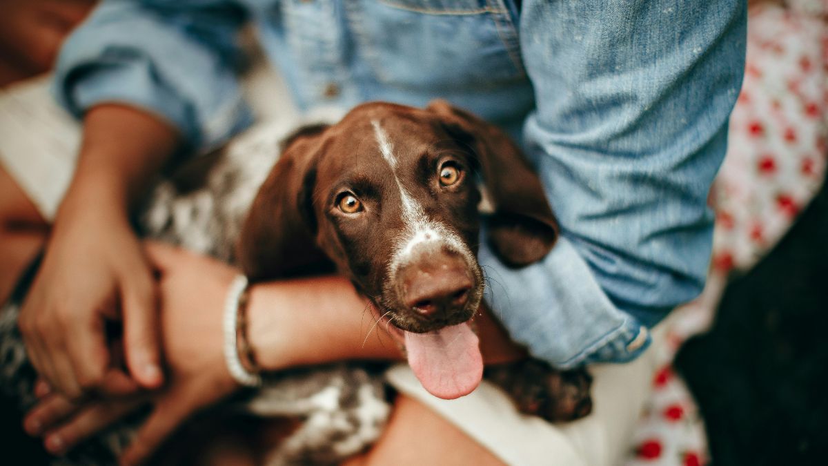 jak komunikują się psy Foto: pies na kolanach swojego właściciela